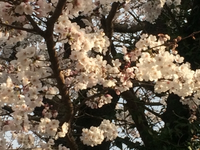 桜