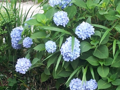 紫陽花がきれいですね