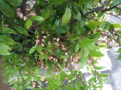 カラタネオガタマの木