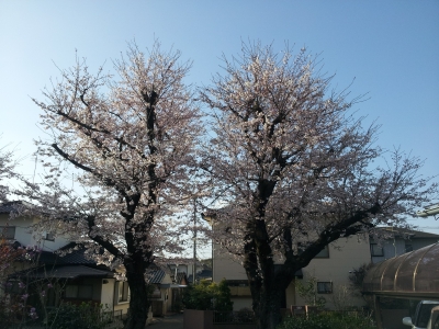 桜が一気に咲きましたね