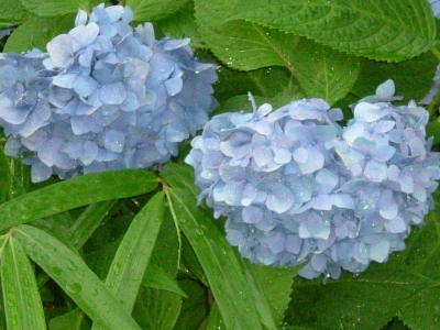 雨がうっとおしいですが・・・・・