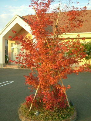 今、うちの医院の紅葉がきれいです。