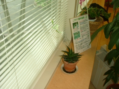 これサボテンの一種ですか？