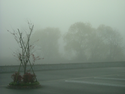 朝から霧がすごいですね