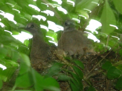 鳩のその後の報告